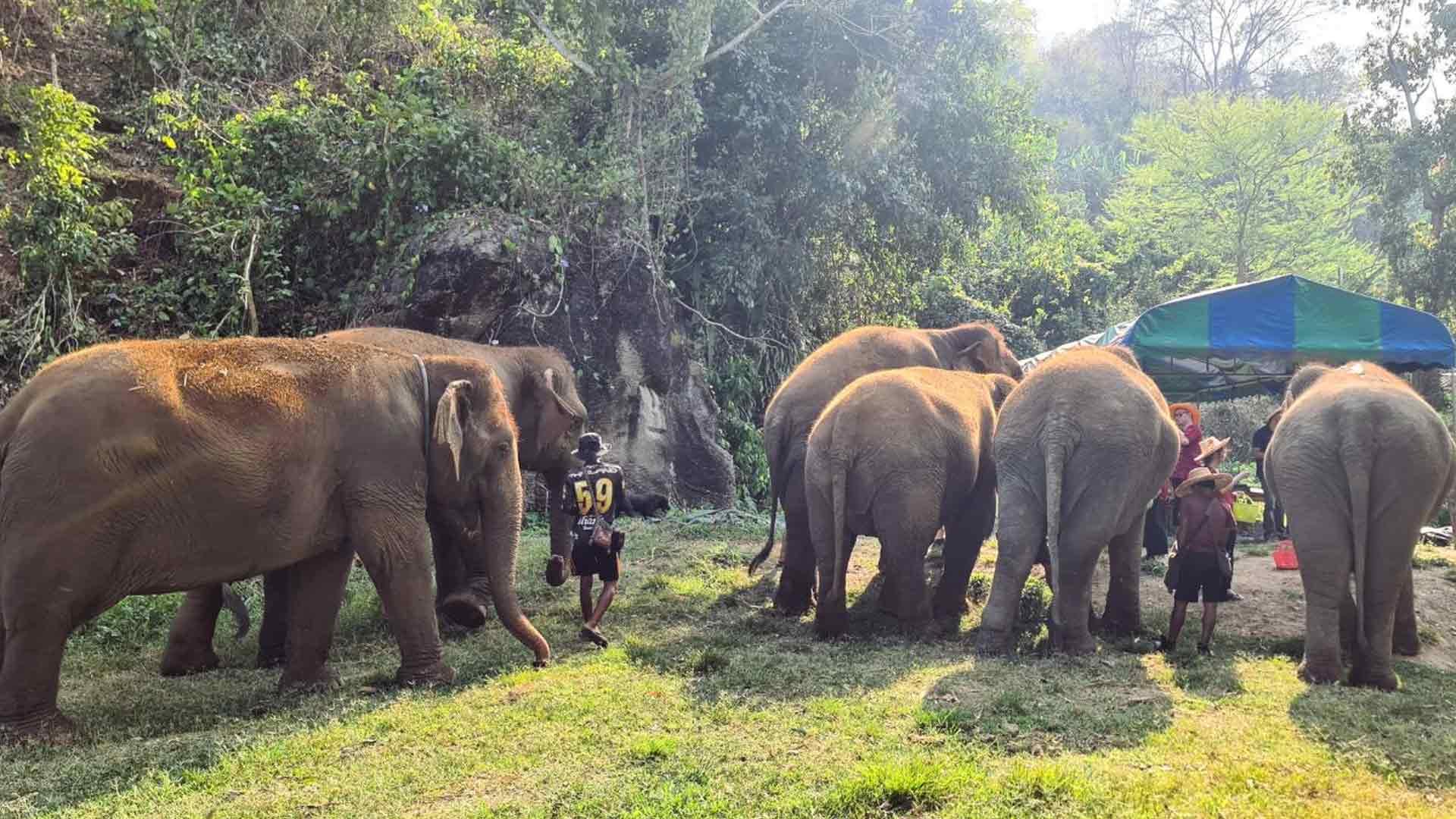 Weekend excursion to ethical elephant sanctuary near Chiang Mai