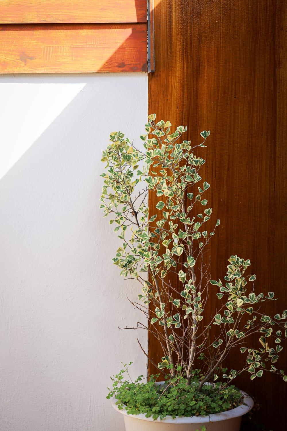 A potted plant against a teak post and a white wall at Jintara Rehab in Chiang Mai