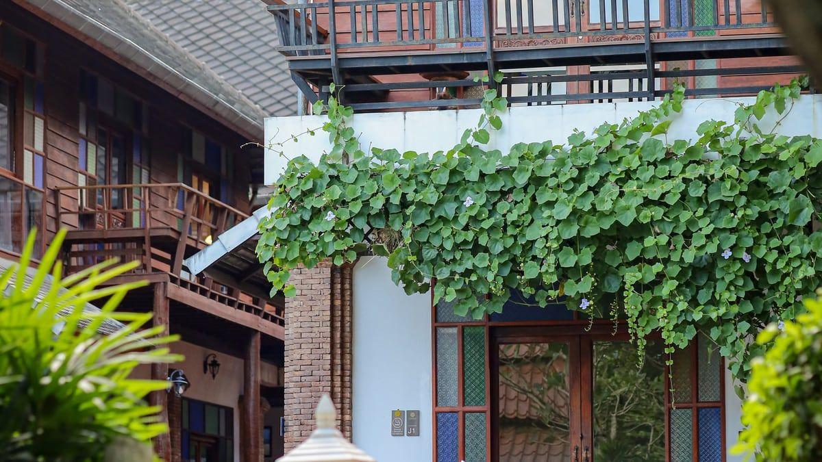 Green vine-covered inner courtyard at Jintara Rehab in Chiang Mai
