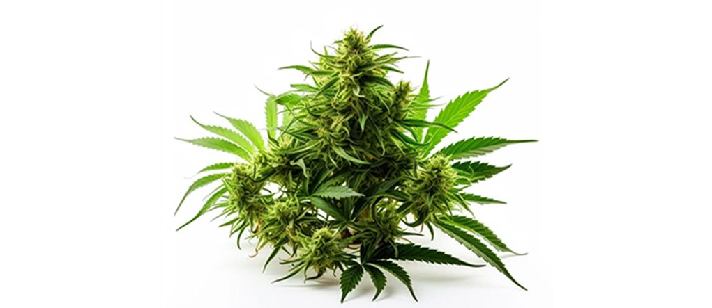 The Growing Potency of Cannabis 1