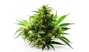The Growing Potency of Cannabis 1